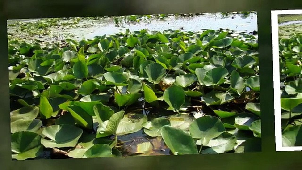 Minunile Deltei -nuferii