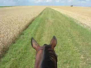 Balade dans les champs