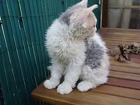 Féline Kissa, Jeune Selkirk Rex de 3 mois