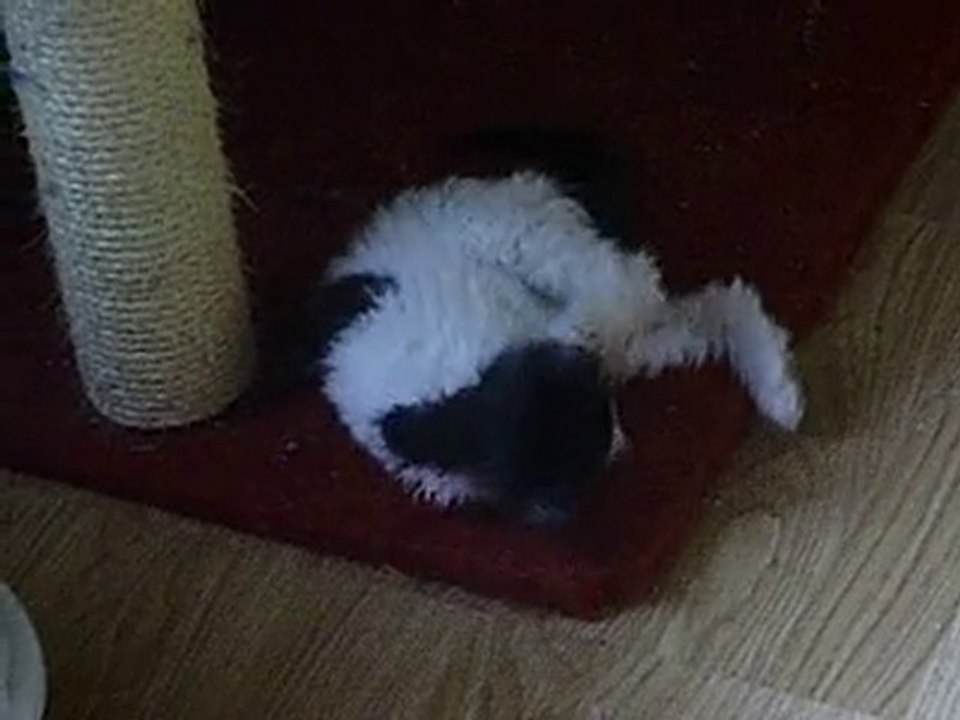 Freestyle Kissa Joue