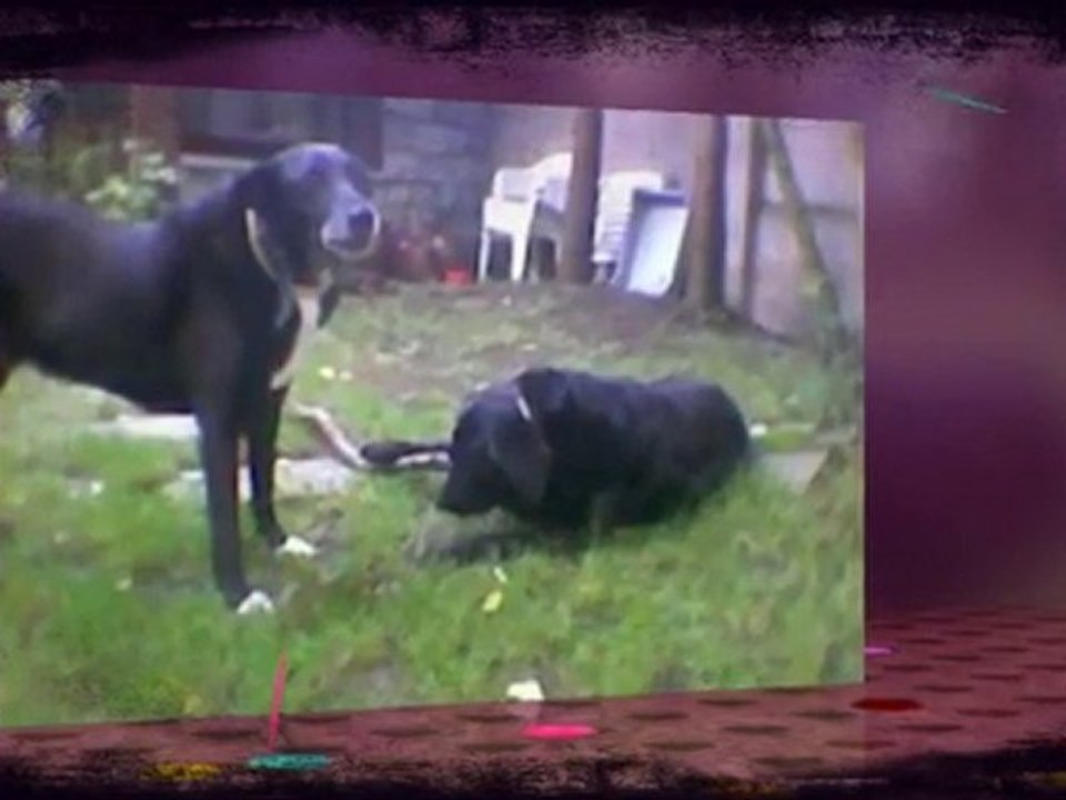 Caline et Gamin for ever ...