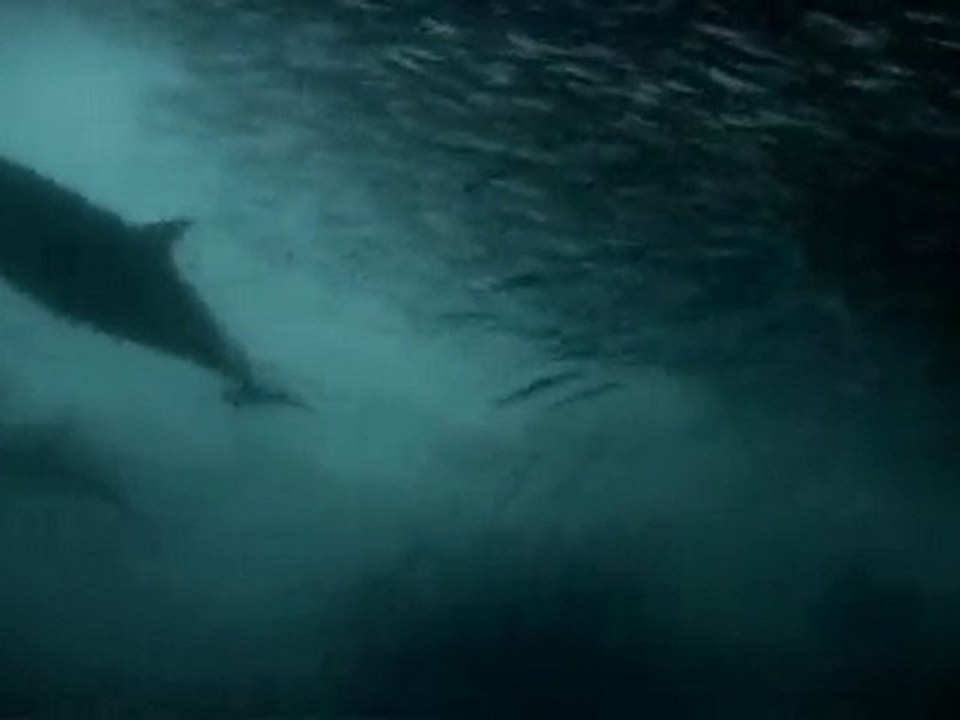 L'armée des dauphins part 3