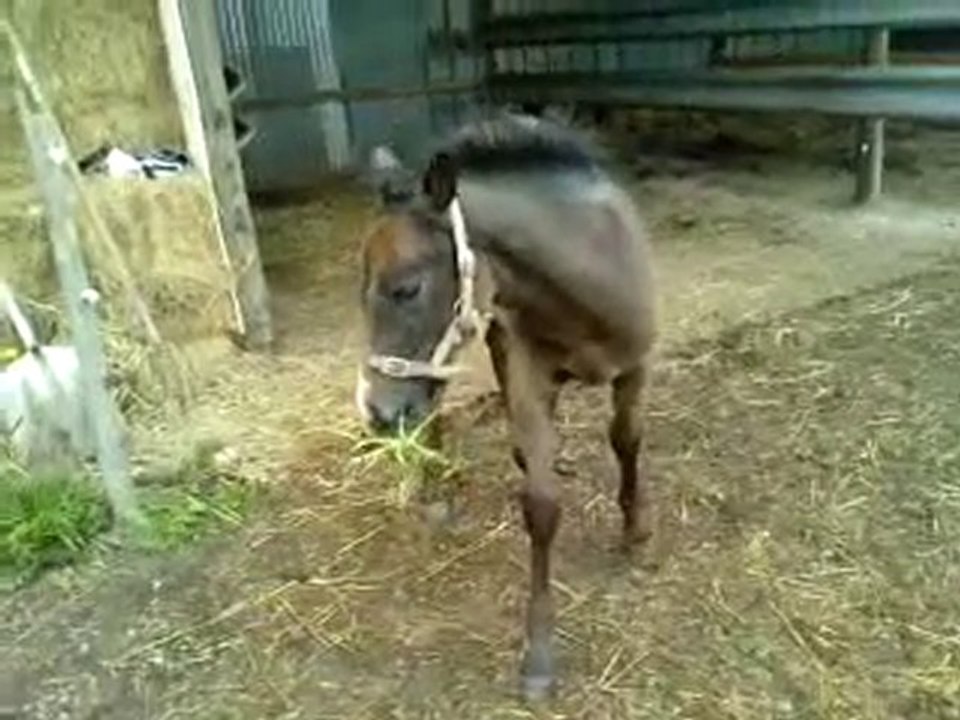 Mon petit poulinou !!!  Addict  2 mois et demi...