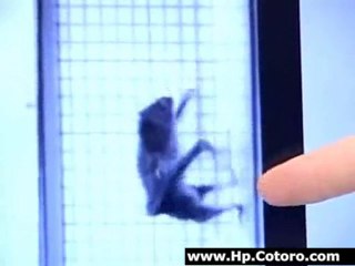 Vampire Bat On a Treadmill