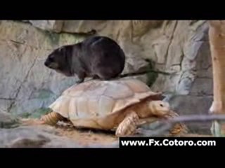 Large Rodent Rides a Tortoise