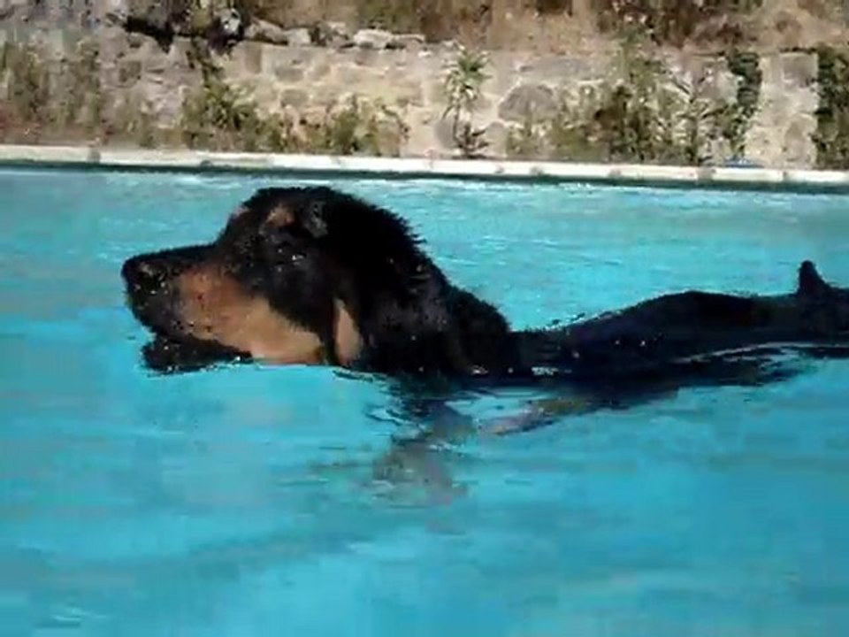 piscine 2010