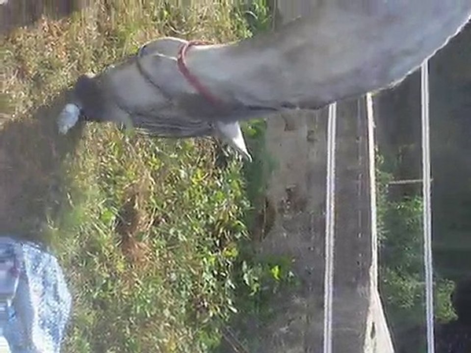 Orlando fait mumuse avec une bouteille