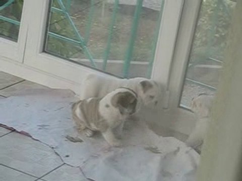 Chiots bulldog anglais 6 semaines