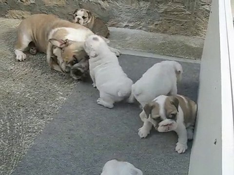 Bagarre de Bulldog anglais