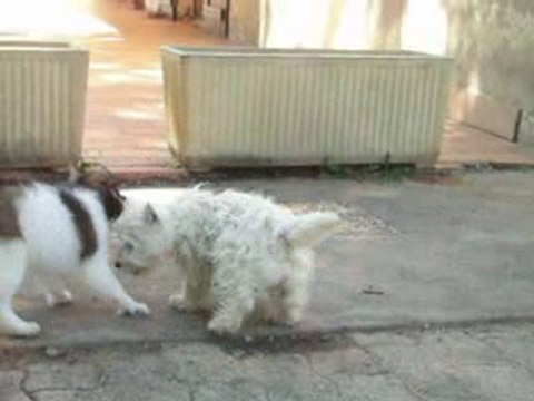 jeu entre épagneul nain continentel (phalène) et weesti