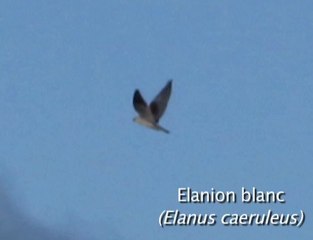 Elanion blanc VS Hirondelle rustique