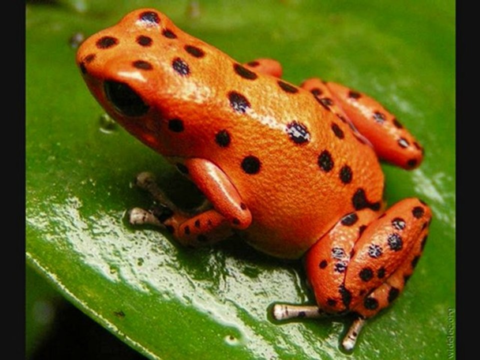 GRENOUILLE