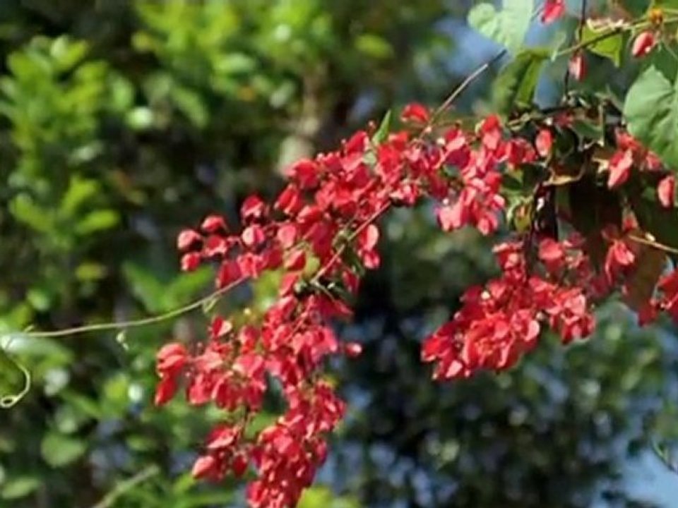 Cuba, perle des Caraïbes parti 2