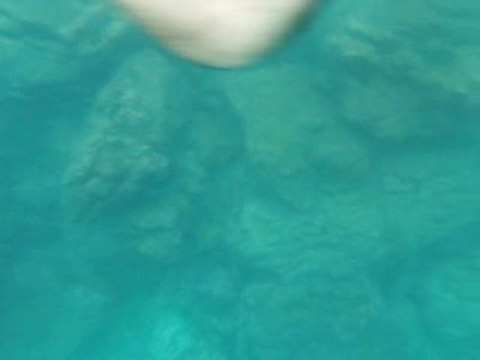 lion de mer sous l'eau aux galapagos