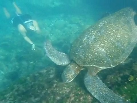 tortue marine aux galapagos