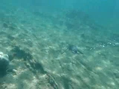 pingouin sous l'eau aux galapagos