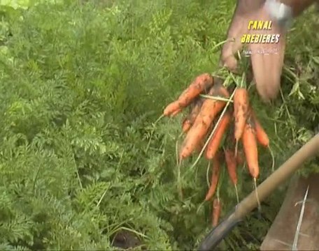 Jardins familiaux de Brebières