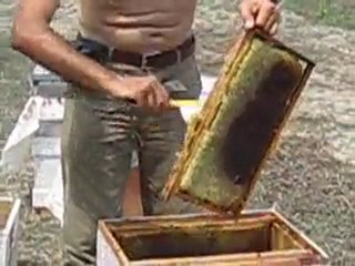 Arıcılıkta bloke, ayçiçek bal hasadı