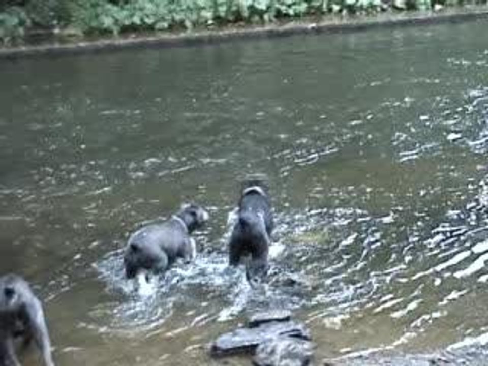 sortie cane vervier