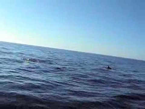 Dauphins ... c'est magique