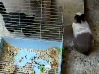 LOL  Cat Tries To Attack Rabbit But Ends Up Getting Raped!