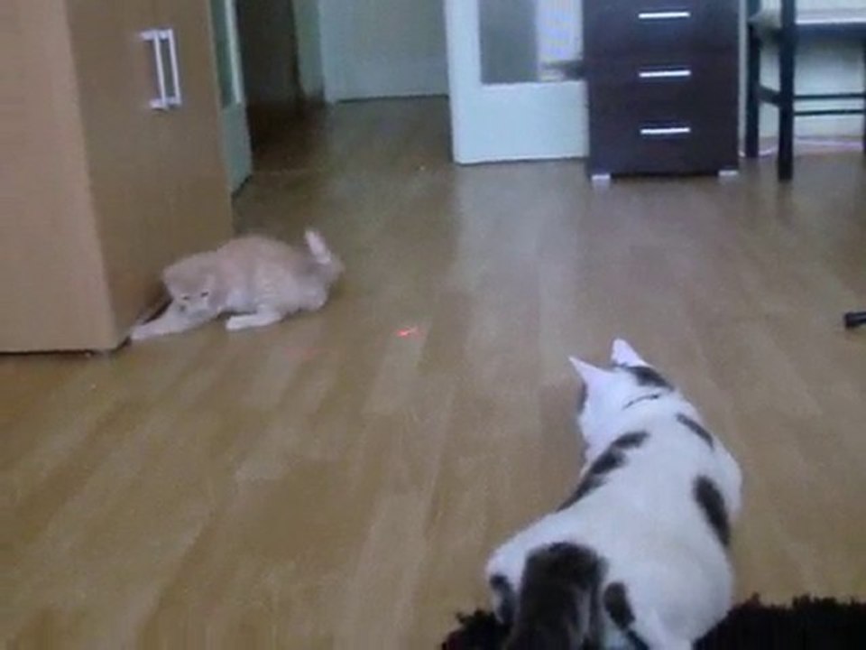 Les chats VS le laser (partie 2)