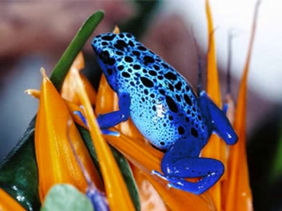 La grenouille (chanson)