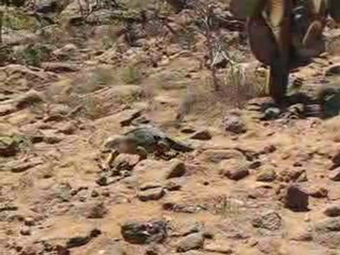 Iguane terrestre aux Galapagos