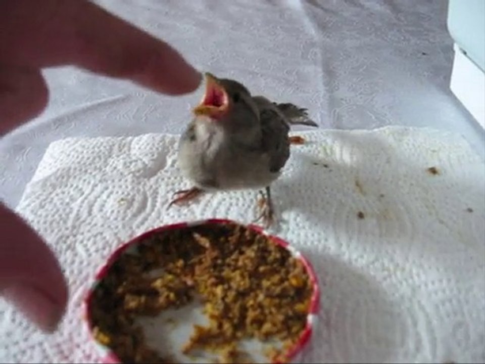 pioupiou1