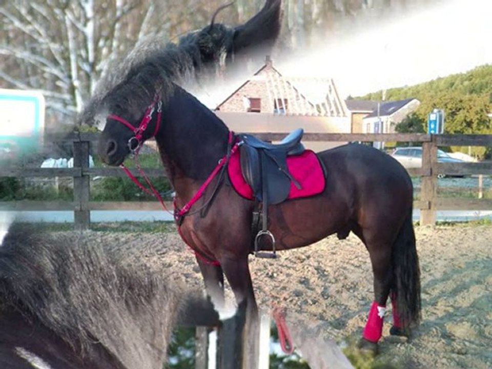2ans hidalgo