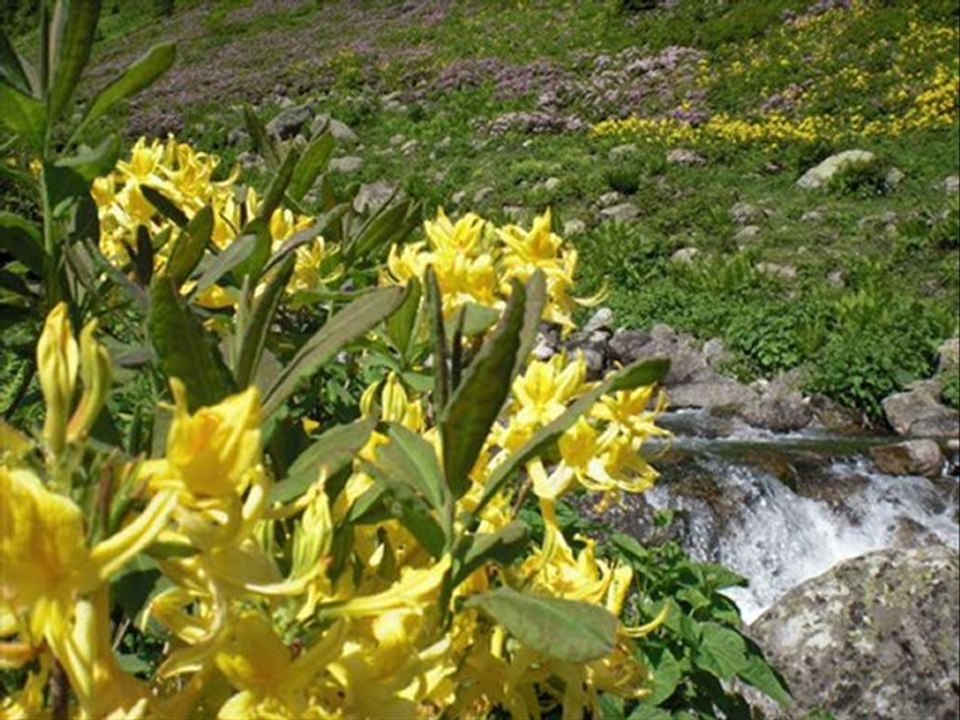 kaçkar dağları sarhoş horanı-www.kavrun.tr.gg