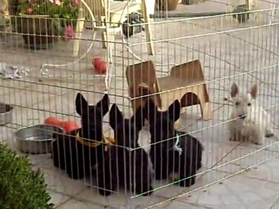 BB SCOTTISH DE GLENDERRY