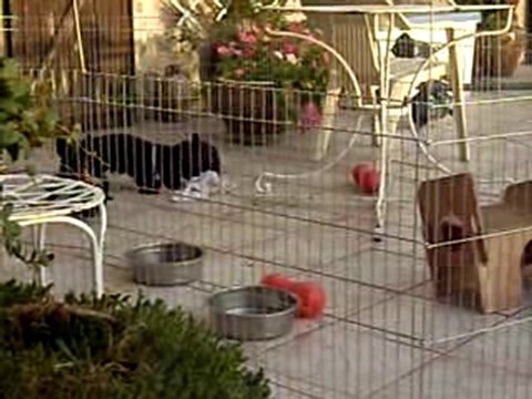 CHIOTS SCOTTISH TERRIER DE GLENDERRY DE 2 MOIS 1/2