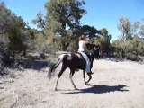 Dream Walker Ranch Tennessee Walking Horses in Las Vegas