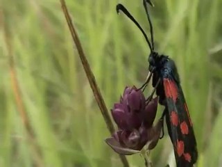 Terrain militaire en août 2010