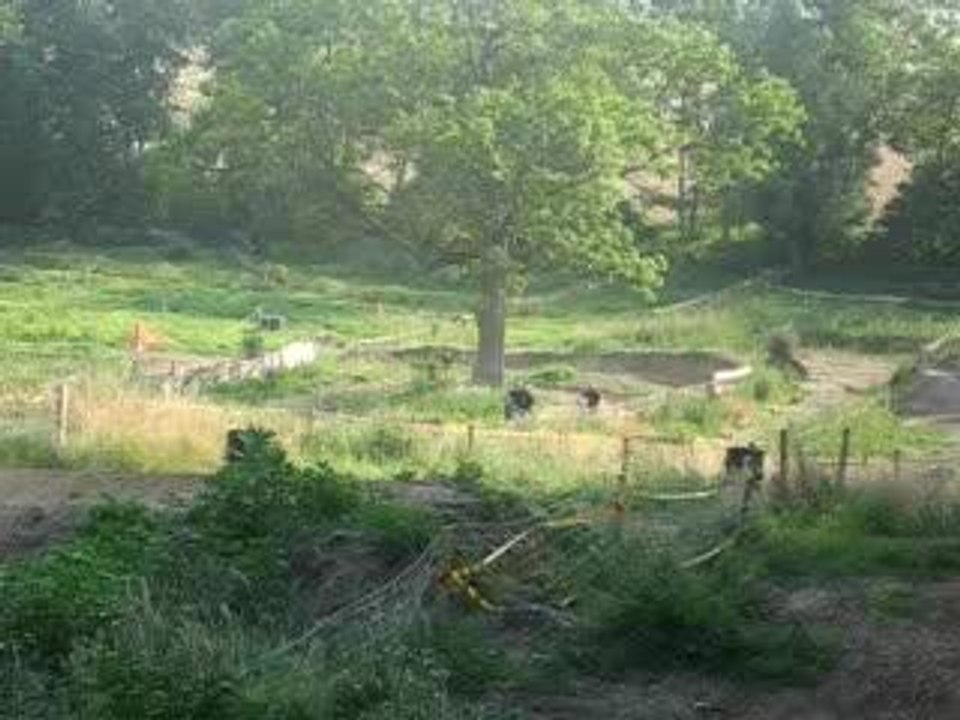 Les petites motos dans la prairie...