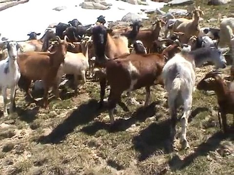 VACANCES - 25/06/2010 - Pic Alt Del Griu