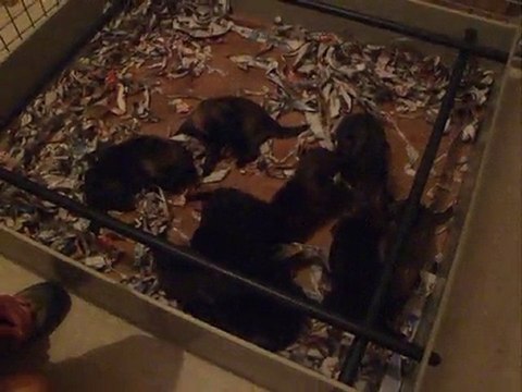 Le 09 08 2010 les chiots(19 jours) de BAHA 004