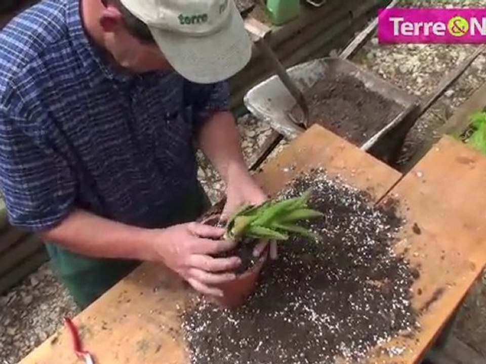 Divisez & rempotez vos Aloes