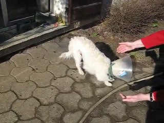 Choupinette, croisé westie attend une famille