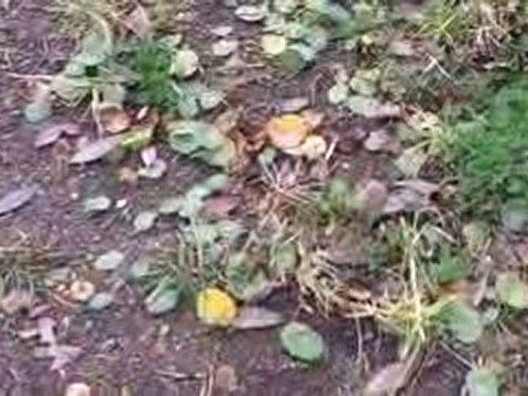 [Lawn Care Tips] [Weed and Feed Lawn Care] [Kurnell Curse]