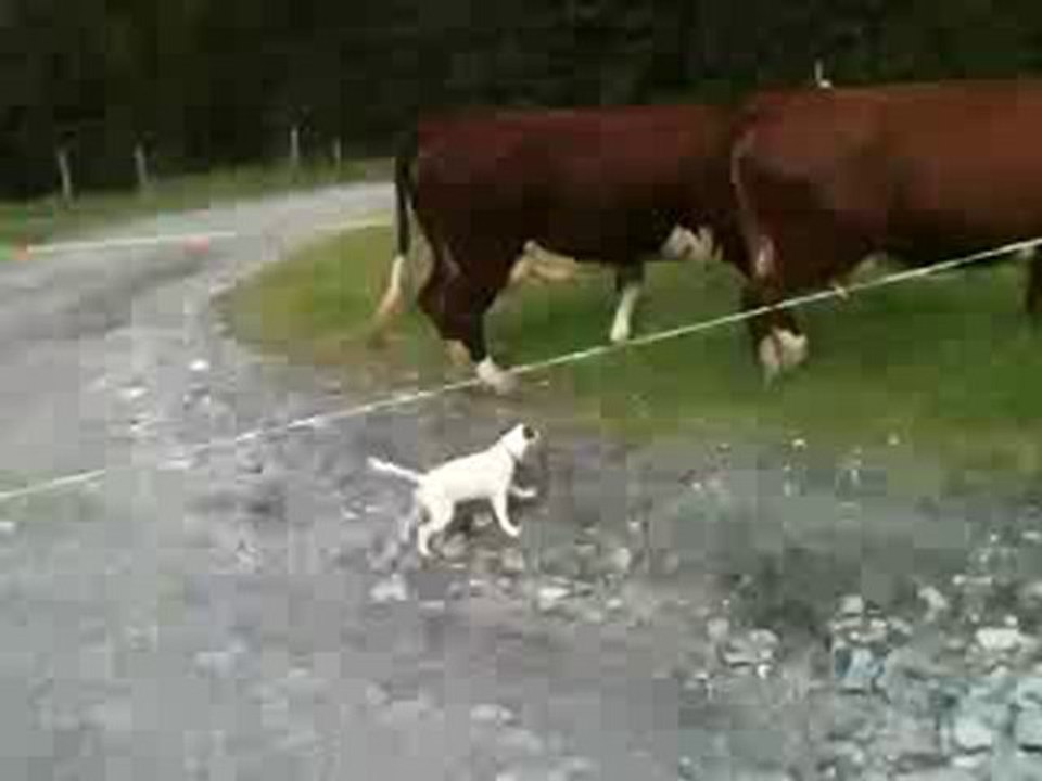 Snoopy Berger