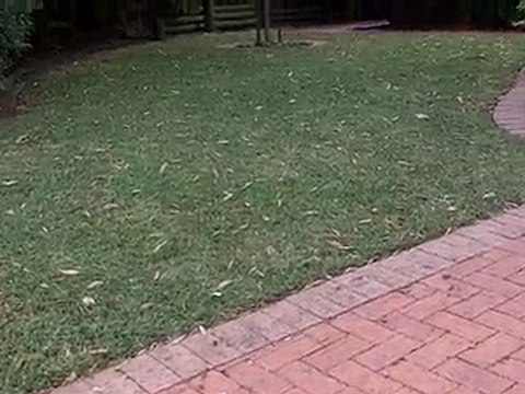 [Lawn Care Tips] [Sir Walter] Couch v Sir Walter Buffalo