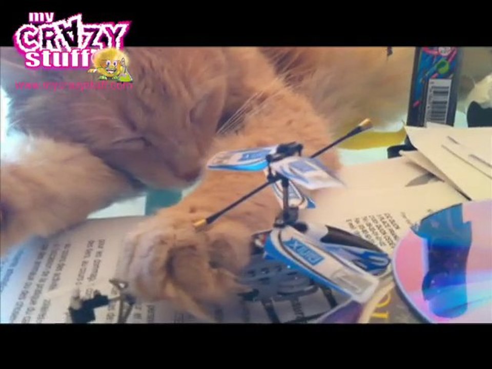 Chat en grève - Mycrazystuff.com
