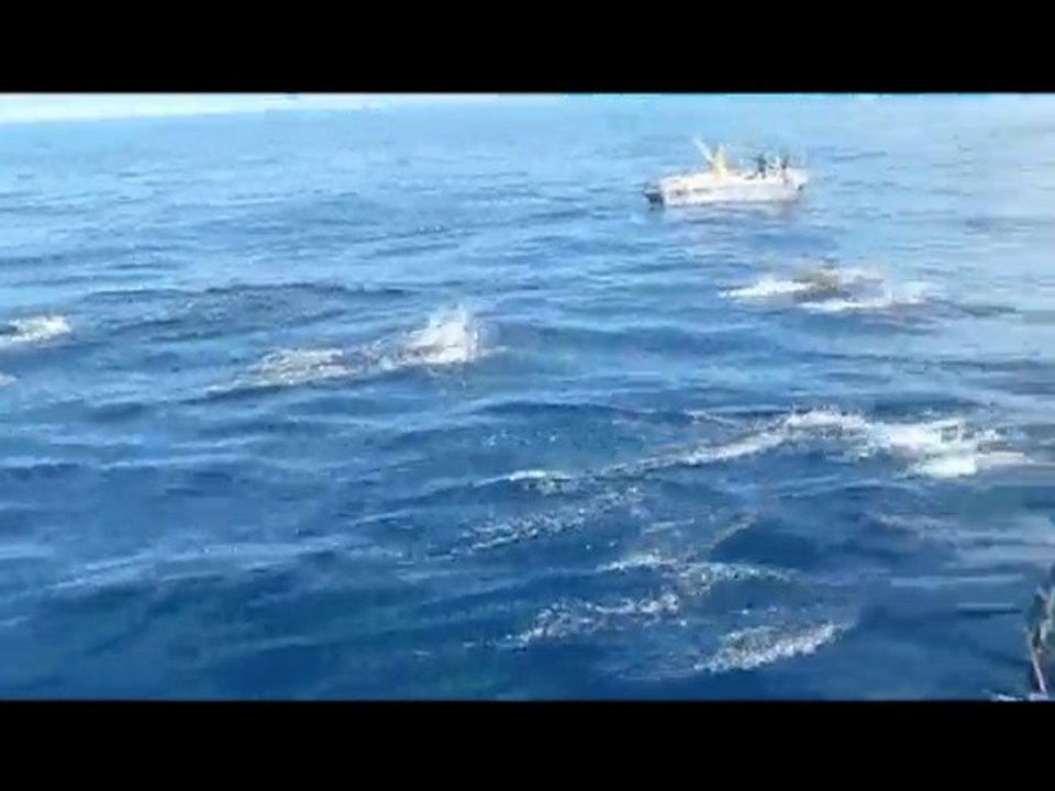 Dauphins et calamars en sortie sur le Hnoss