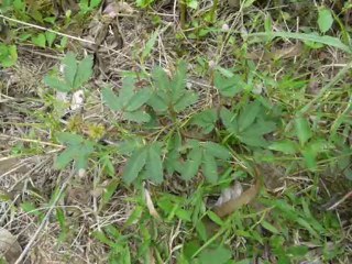 Живая травка