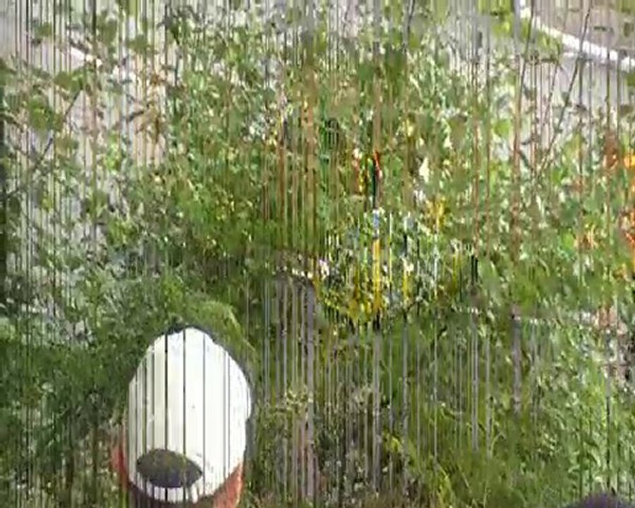 Course de Côte du Mont de Fourche 2010