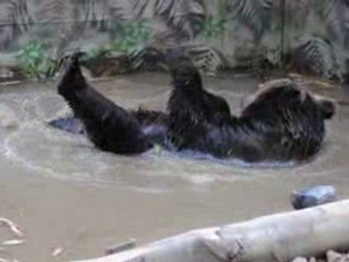 Bär beim Baden im Wildgehege Hellenthal