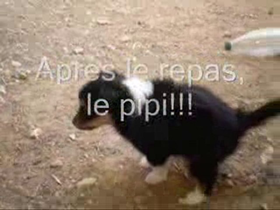 Chiots à 4 semaines et demi
