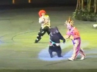 Animal cruelty in Chinese circuses revealed